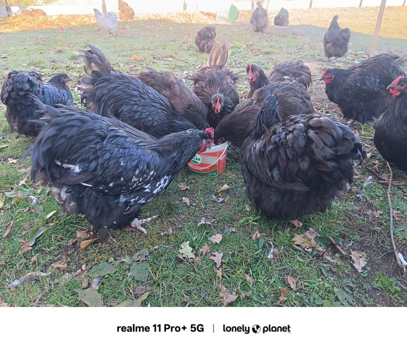 Kury orpington czarny i czekoladowy