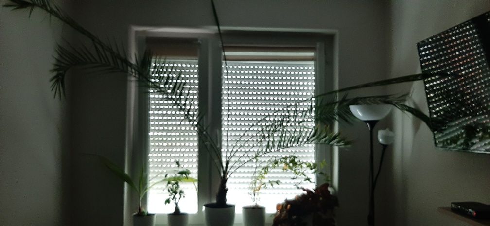 Duża piękna palma Daktylowiec Kanaryjski
