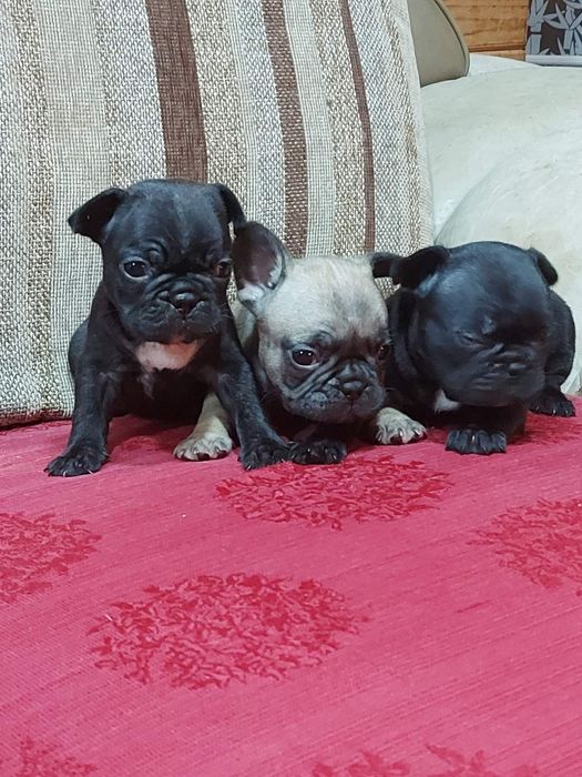 Вязка французкого бульдога