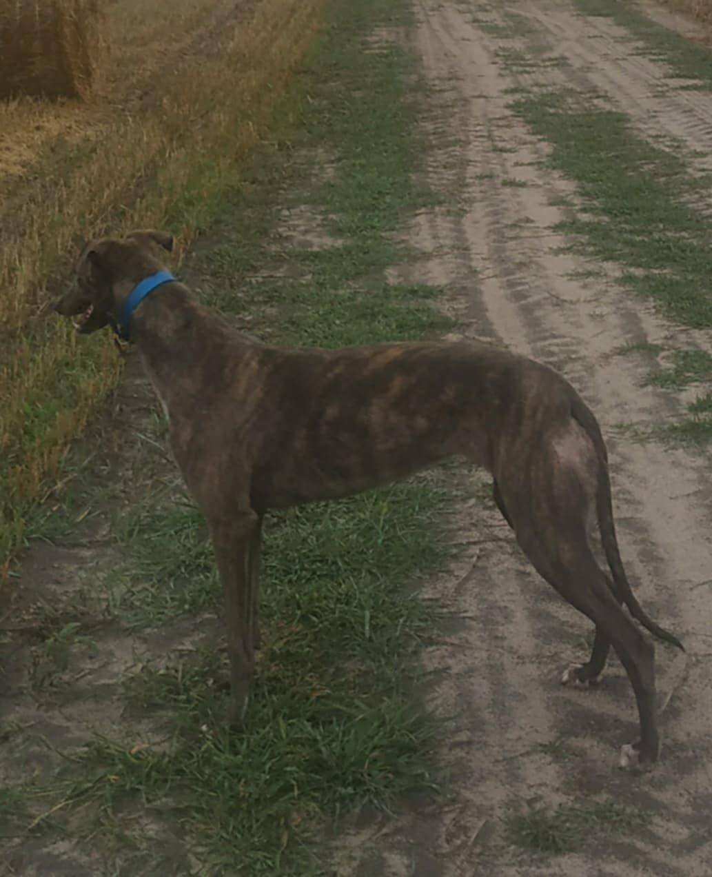 Chart Greyhound suka