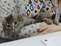 Ветеринарный врач на дом Ветеринар Стрижка кошки