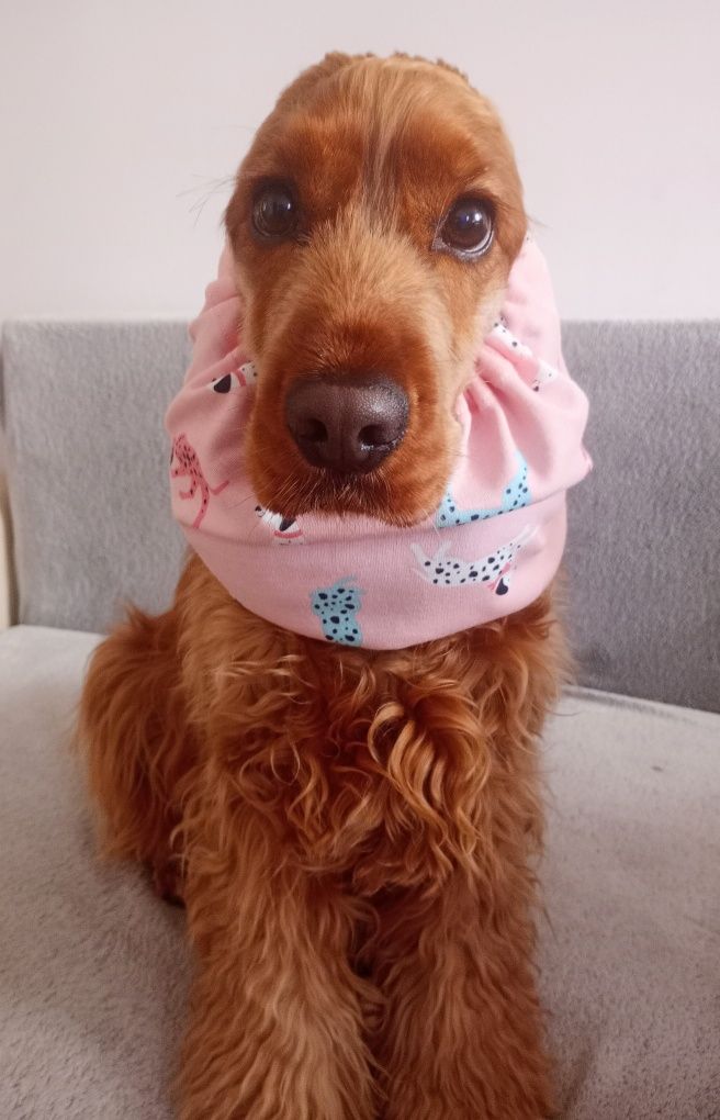 Nowy bawełniany snood dla psa z długimi uszami Cocker spaniel cavalier