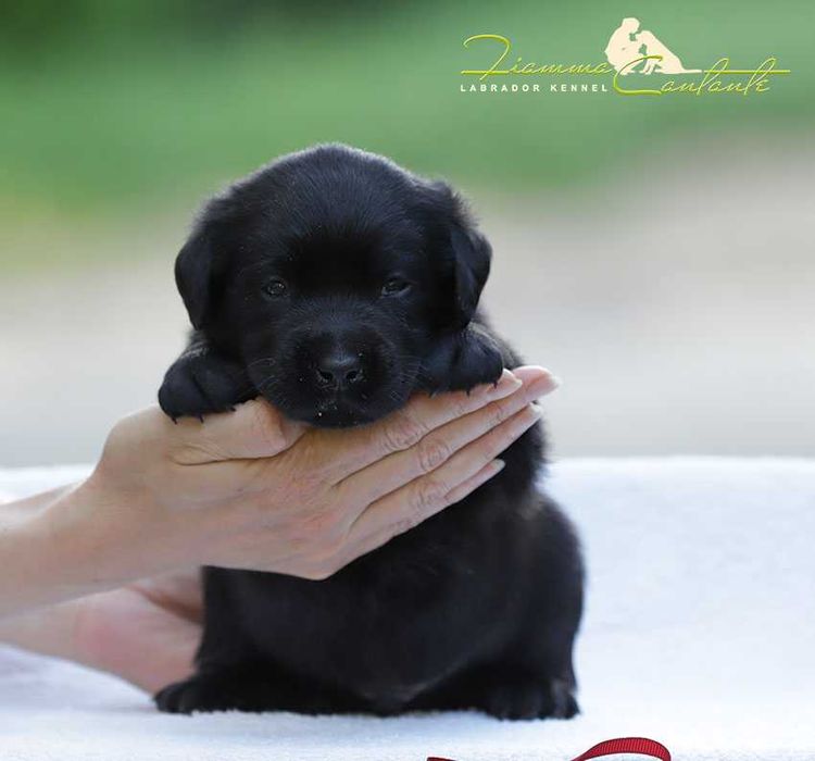 Щенки породы лабрадор!