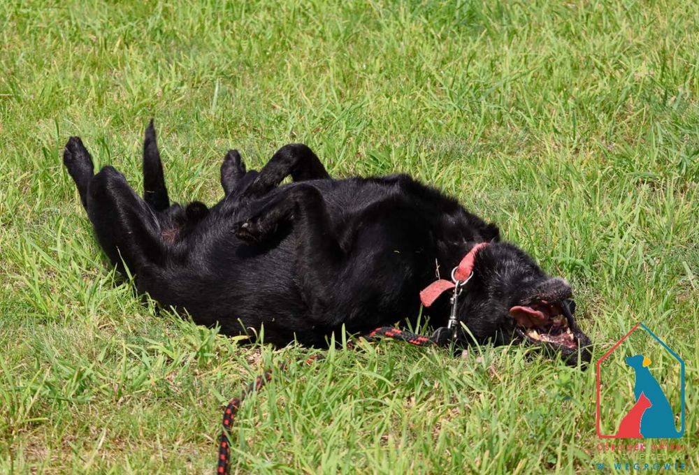 Mały starszy piesek Tufi szuka domu! Adoptuj!