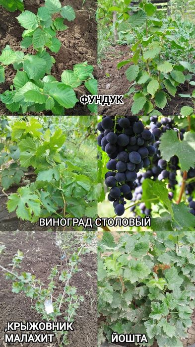 ХРИЗАНТЕМА,Лилия,Ромашка,Эхинацея.Ирис,БИРЮЧИНА,САМШИТ,Спирея