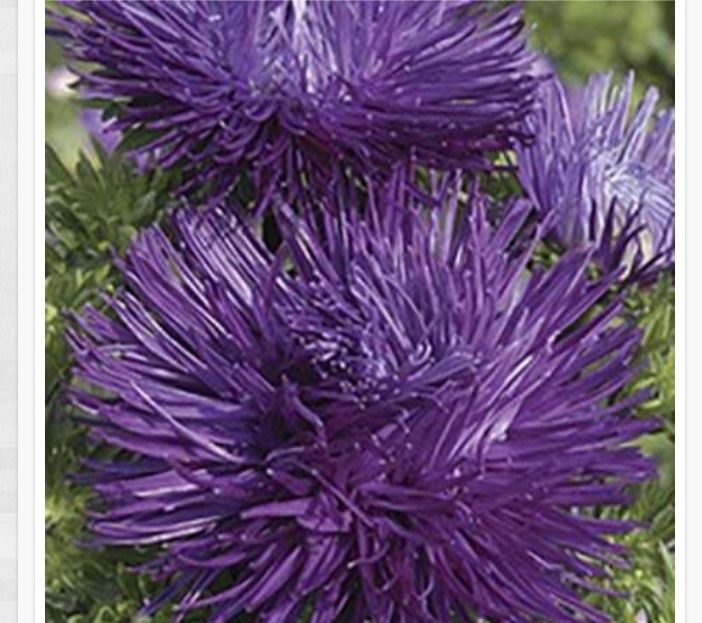 Продаю насіння айстри.