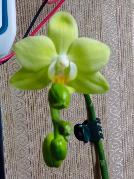 Орхідея Taida smail Little green