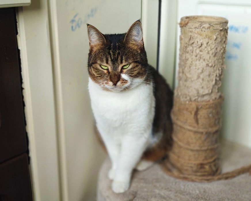 Зеленоока чарівниця, кішечка Соломія, кішка 1 рік