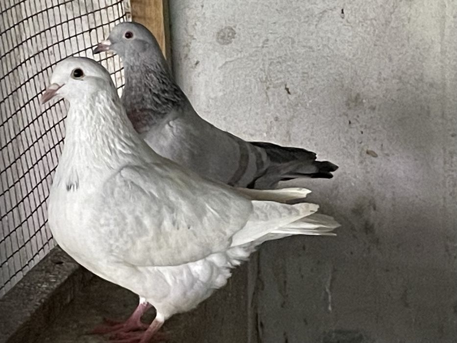 Casal de pombos texan