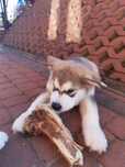 Zapowiedź miotu Alaskan Malamute ZKwP/ FCI
