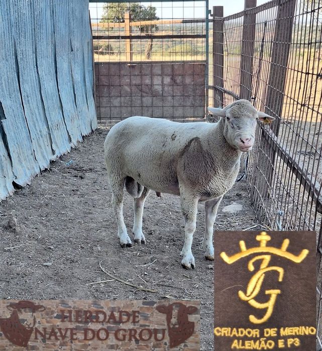 Carneiro Merino Alemão