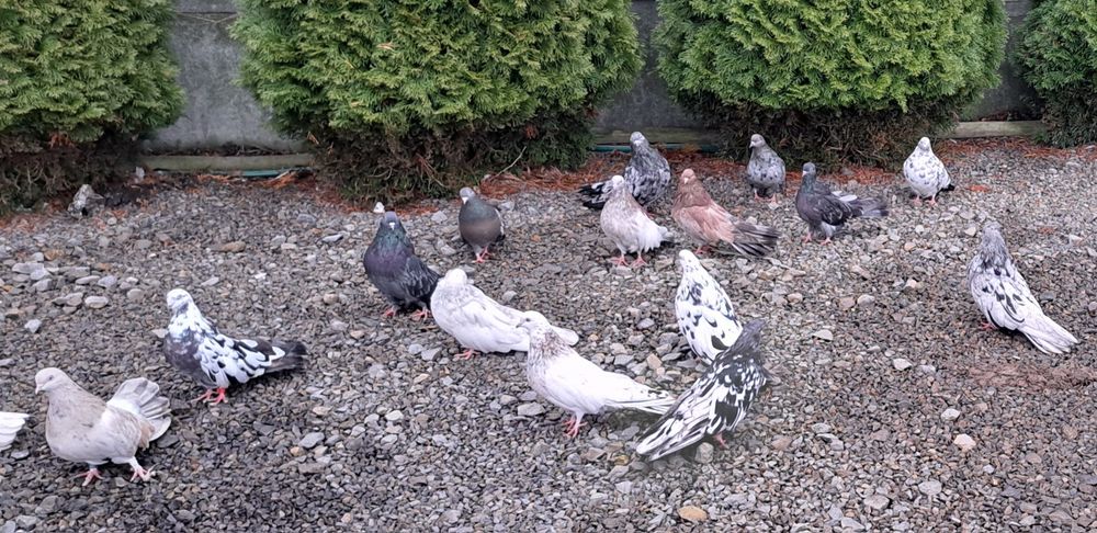 Gołebie szariki orliki mikolajewskie nikolajewskie kolorowe