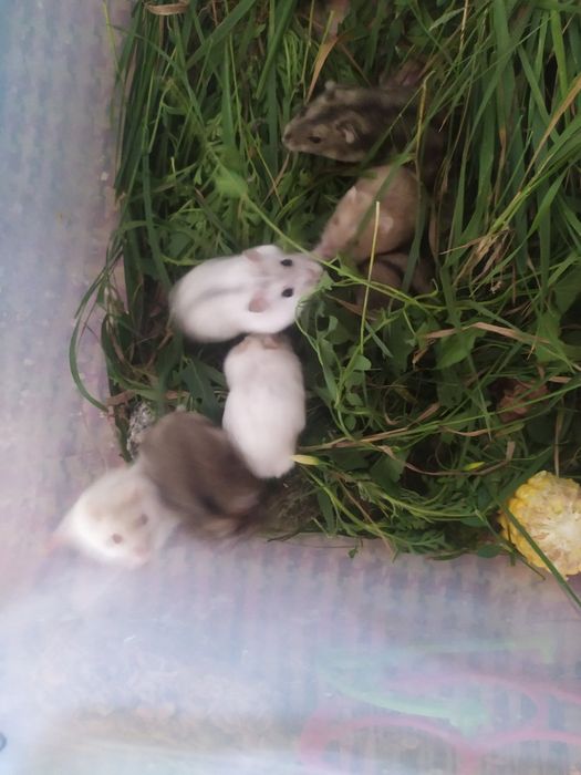 Хомяки, джунгарские