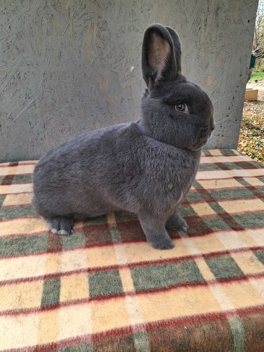 Wiedeński Niebieski