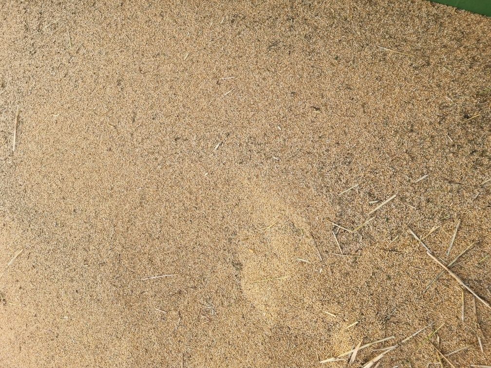 Sprzedam proso sorgo, poplon,papugi