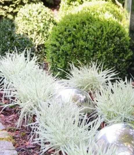 Модрина Pendula, Kornik, злакові трави