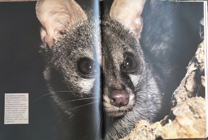 Animais dos bosques