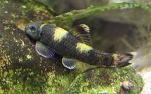 Garra flavatra (ryba akwariowa)