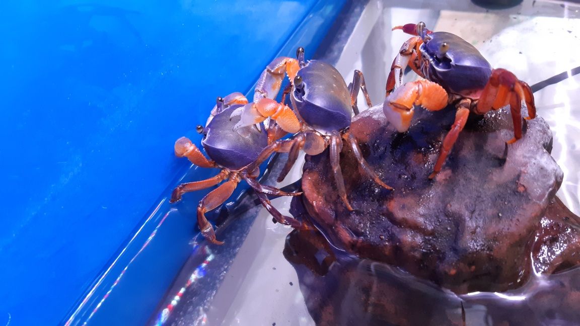 Krab Tęczowy XXL