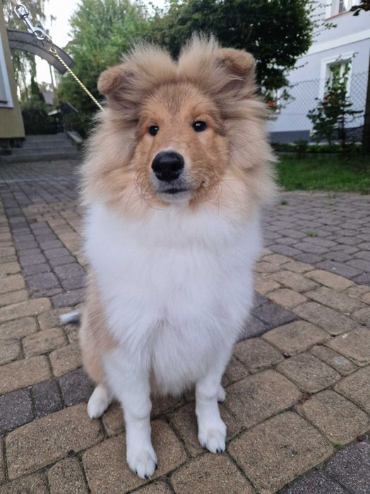 Owczarek szkocki collie długowłosy – piesek z badaniami po Championach