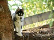Wyjątkowa czarno-biała dziewczynka Siberian Husky FCI