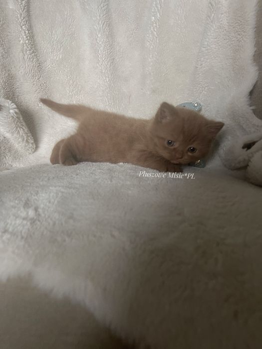 Kocurek Brytyjski Krotkowwlosy BSHo Cynamonowy