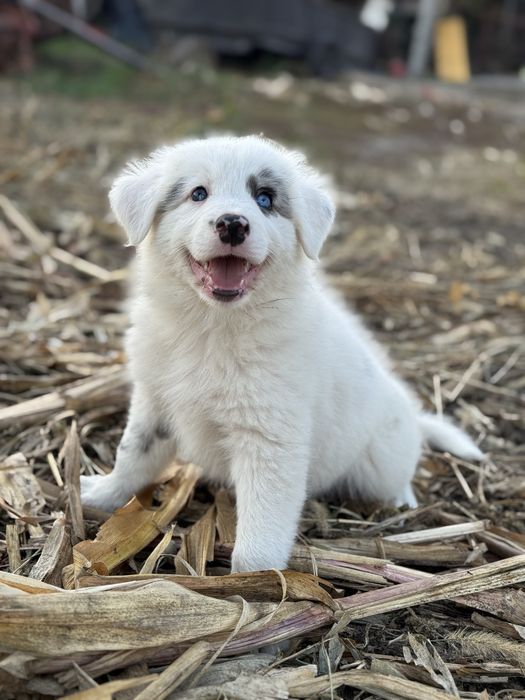 Border Collie azul merle