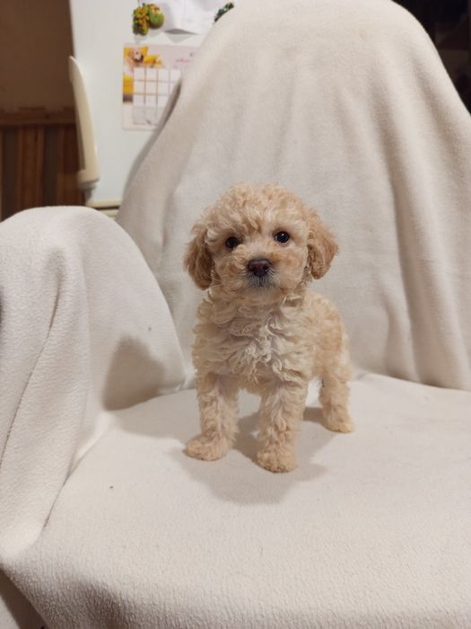 Шикарная Девочка пудель