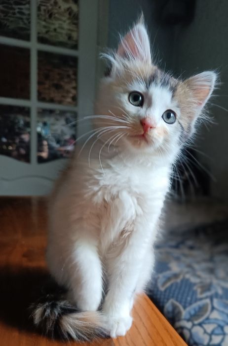 Гвіздець Віддам у добрі руки