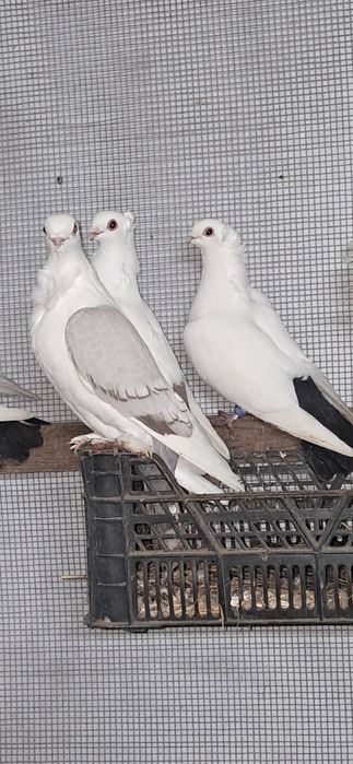 Gołębie ozdobne sprzedam