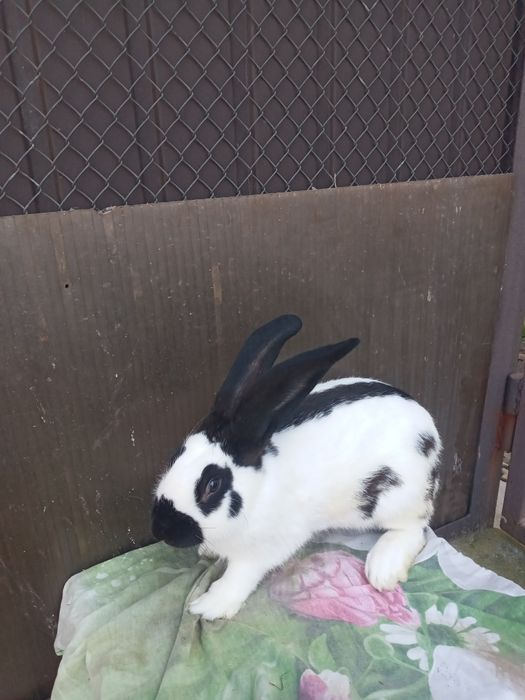 Продам самці німецького строкача