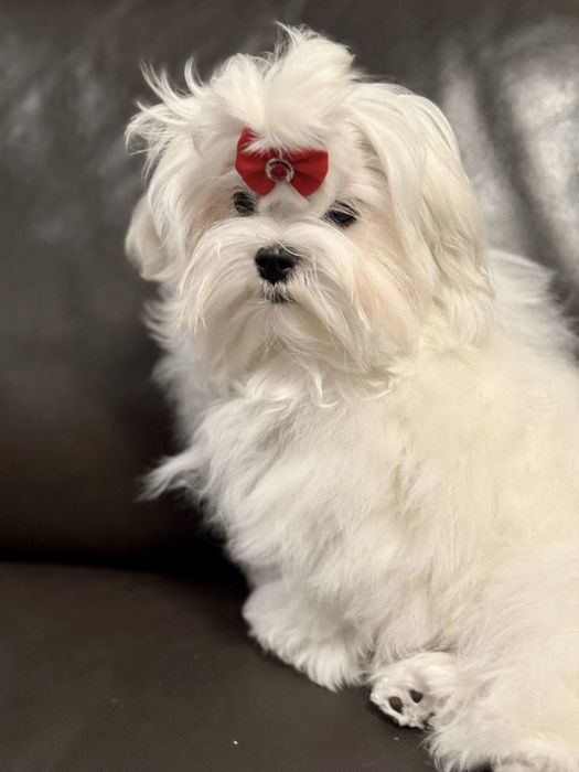 Maltańczyk suczka rodowód ZKwP FCI