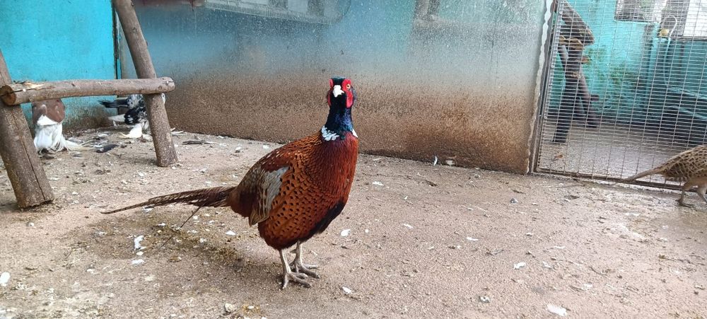 Casal de faisões de coleira