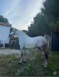 Vende-se Cavalo PSL