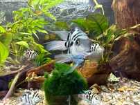 Pielęgnice papuzie blue tiger