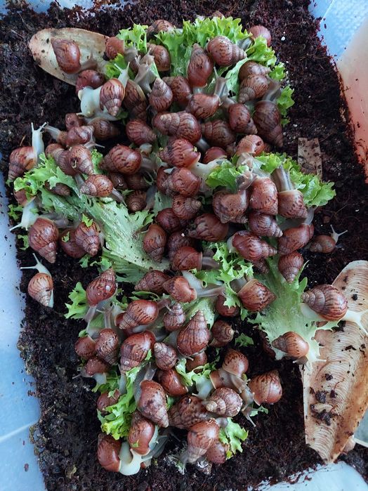 Равлик ахатина (12 і 8 місяців)