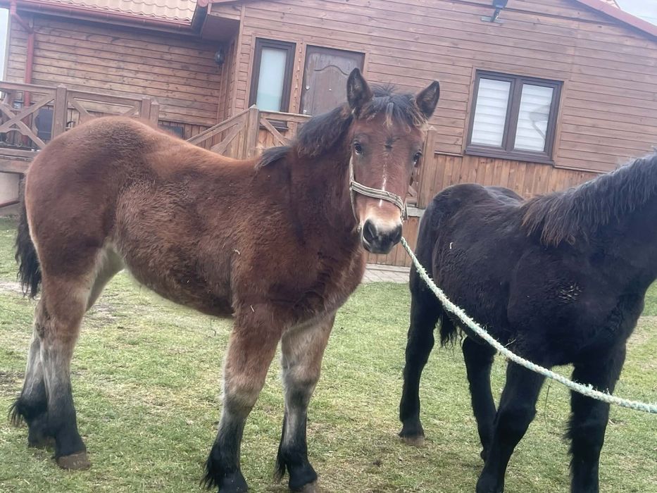 Klaczki zimnokrwiste