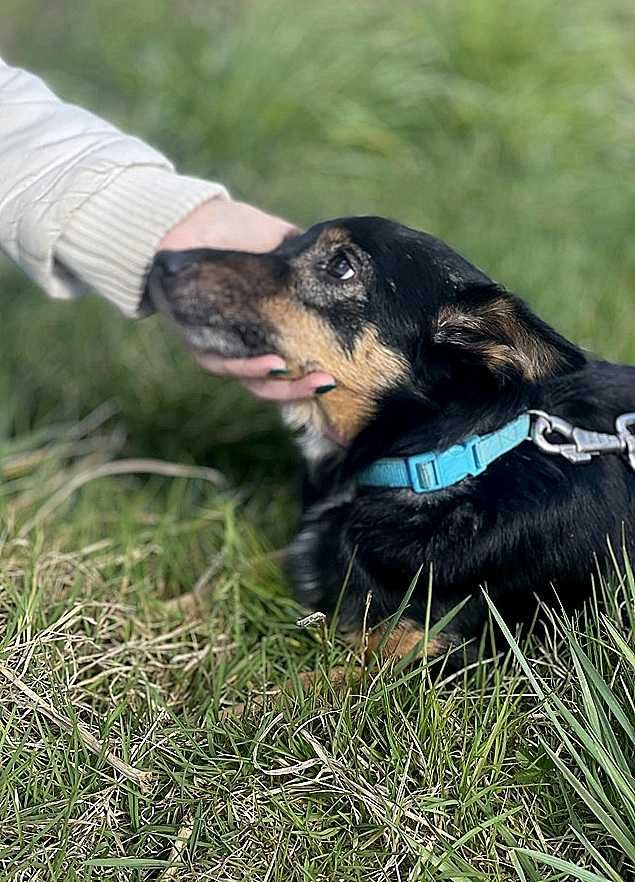 PILNY dom.Mały,mega tulaśny piesek,łagodny BINGO.Adopcja