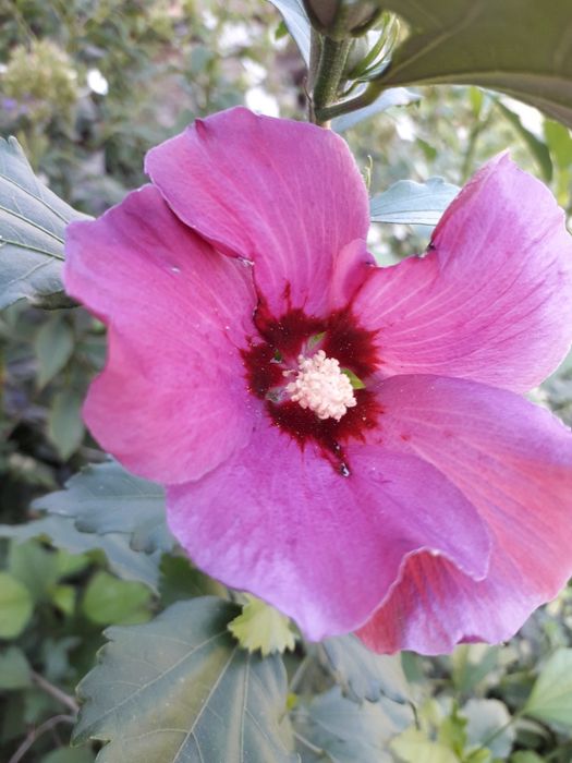 Гібіскус деревовидний, або сирійський.