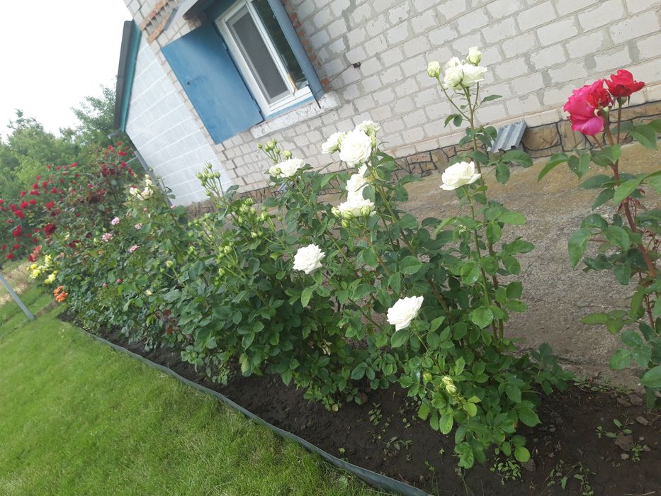 Продаю дачу в 30 км от Кривого Рога