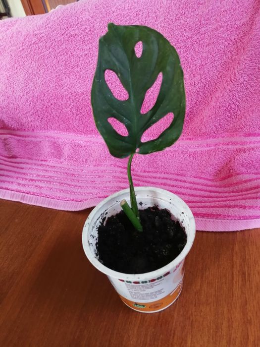 Філодендрон, монстера кімнатна рослина