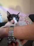 Gatinhos bebes para adocao