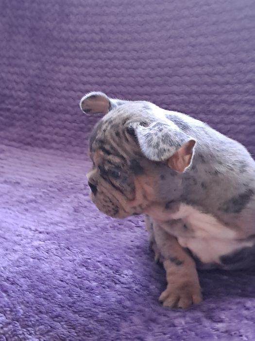 Szczeniak buldog francuski szuczka blue tan