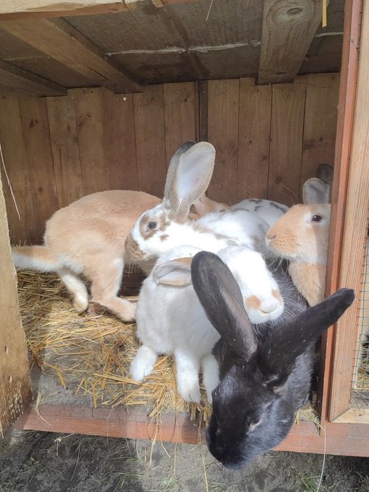 Króliki na sprzedaż lub ubój