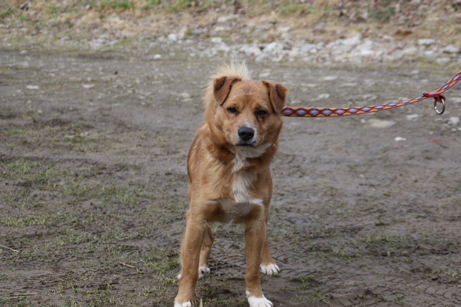 Pies do adopcji. Rudy. Oddam psa