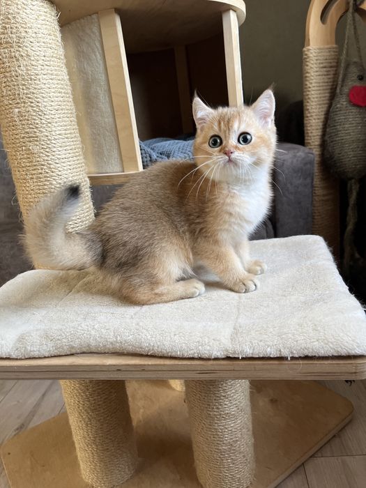 Золотий шиншиловий  Izum