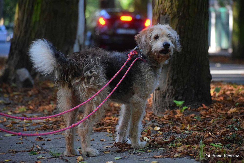 Taco – 10-letni terier, 17 kg, szuka spokojnego domu