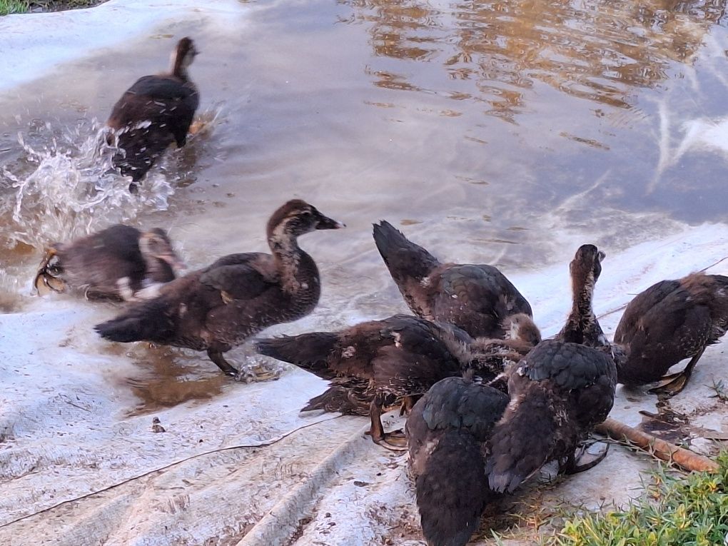 Patos mudos novos