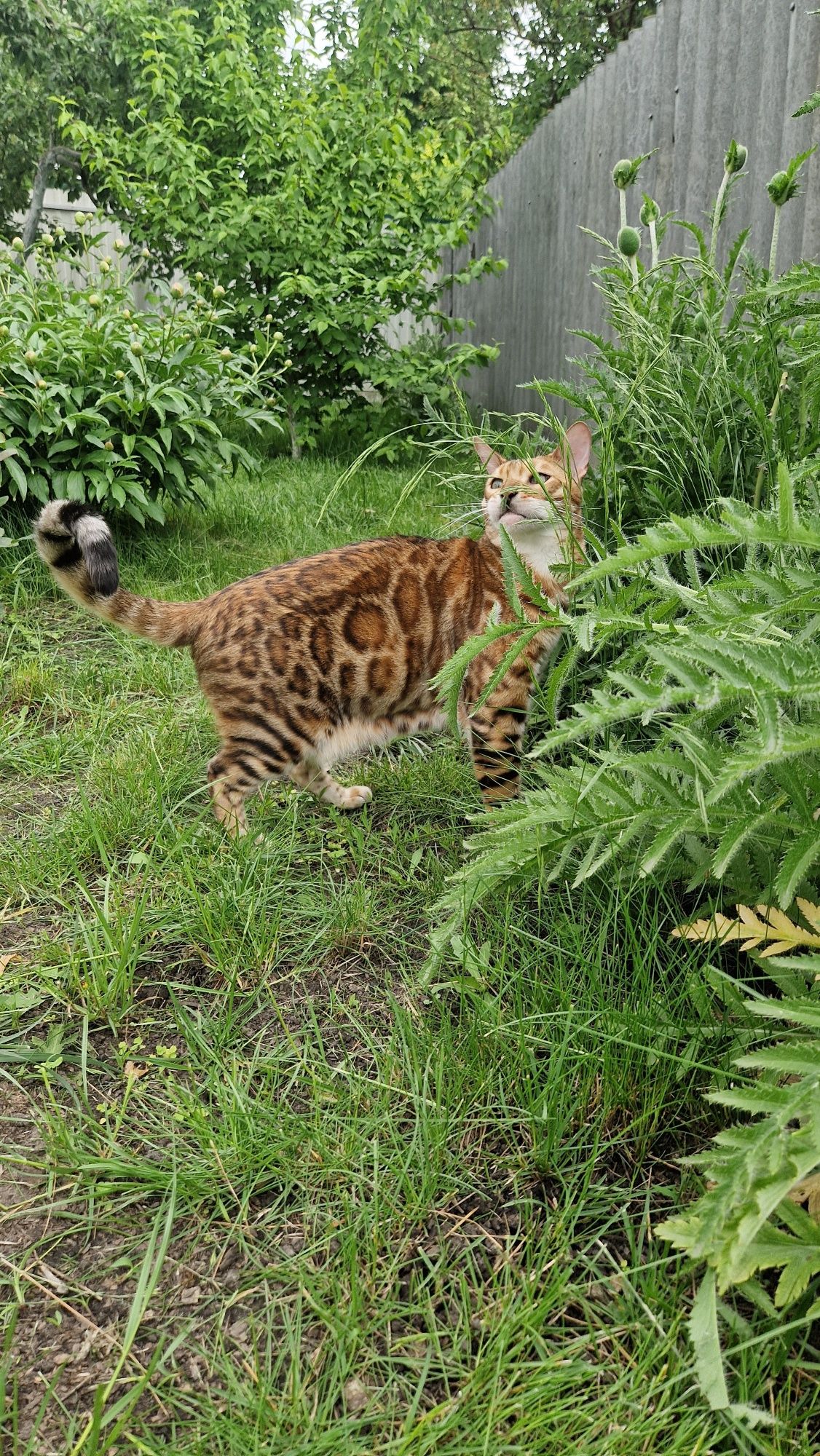 Бенгальский кот. Бенгал.
