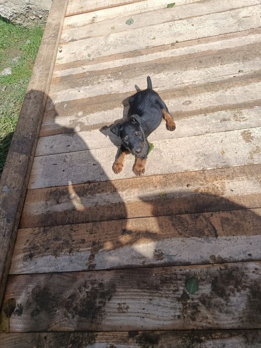 Продам щенюка ягдтерєра